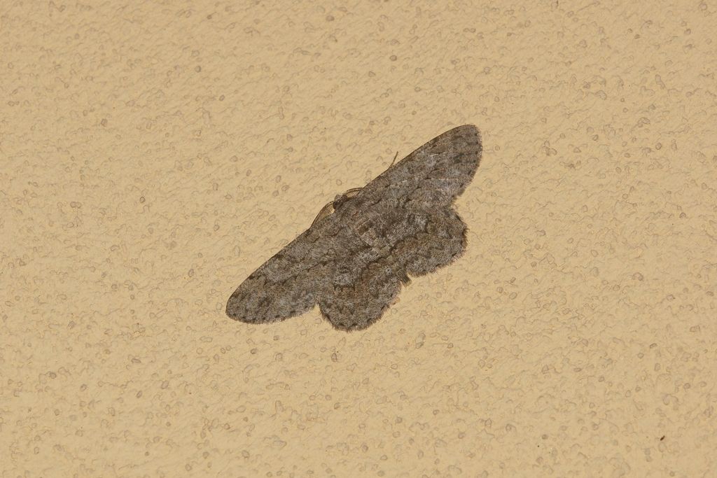 geometridae