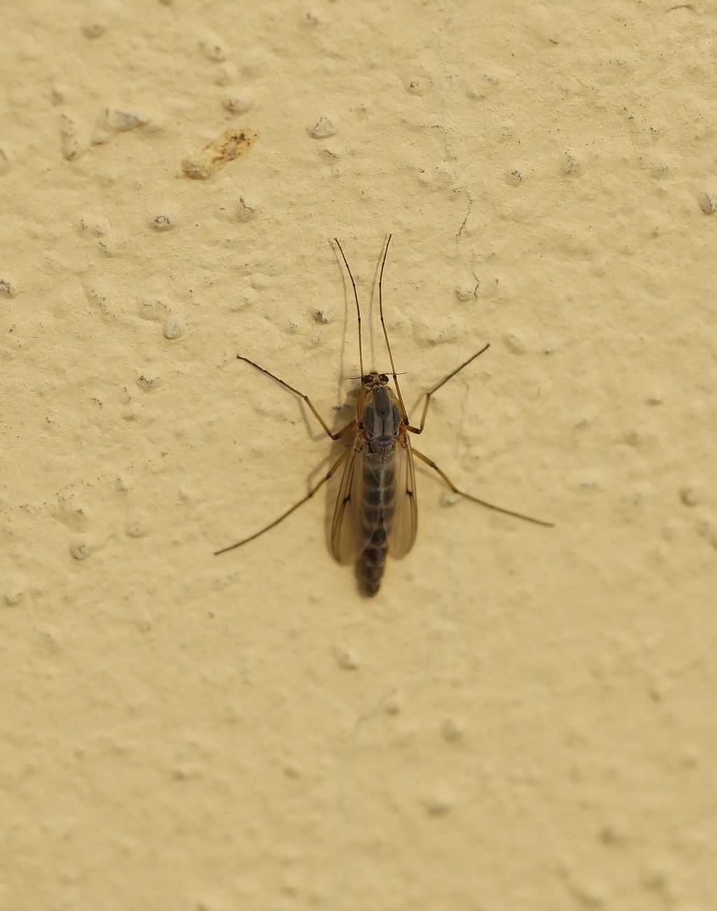 Chironomidae, femmine