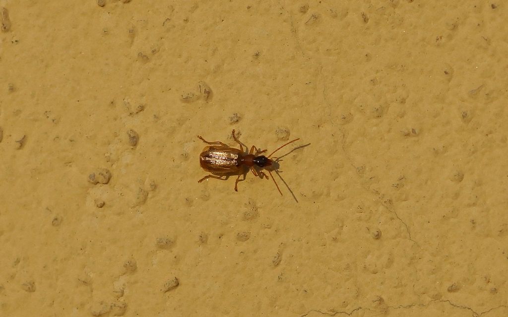 Carabidae: Demetrias atricapillus