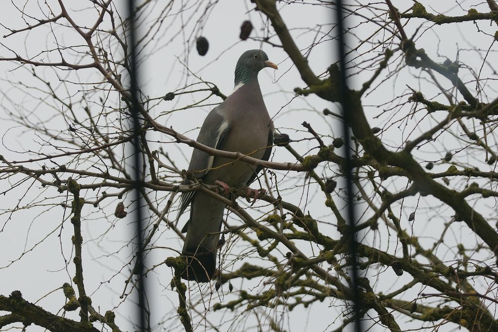 Colombaccio (Columba palumbus)