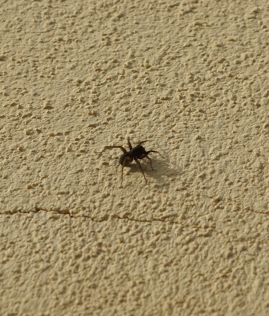 Pardosa sp. (cfr.)  - Ostiglia (MN)