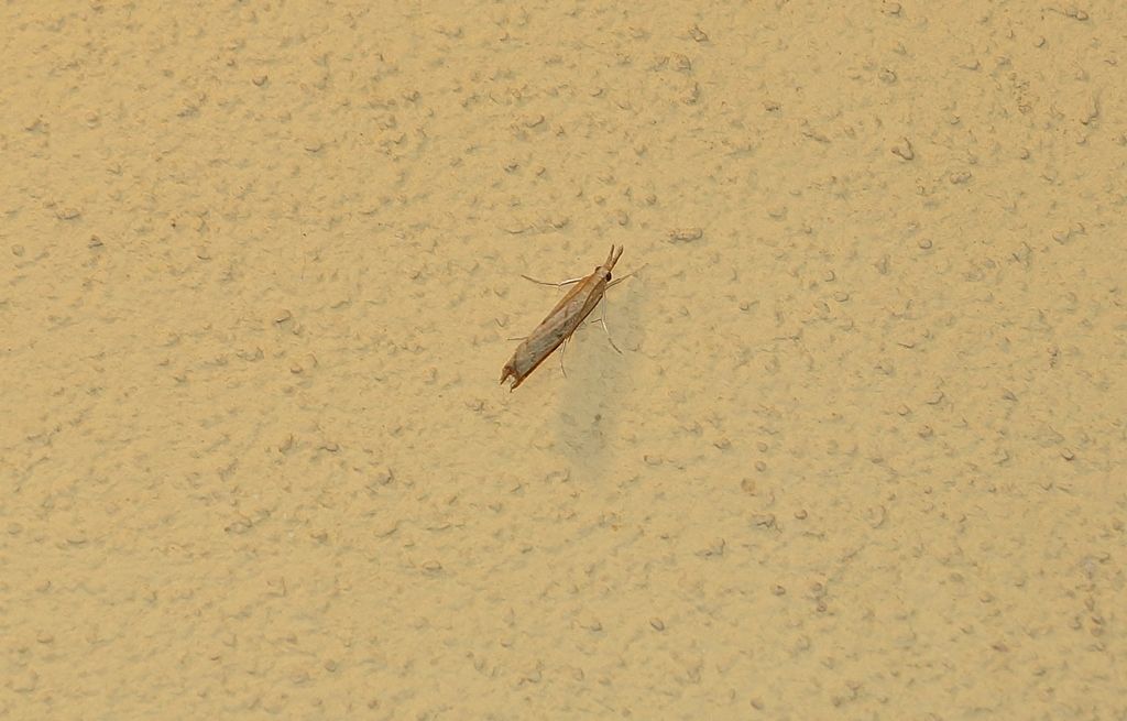 Crambidae:  Agriphila sp.