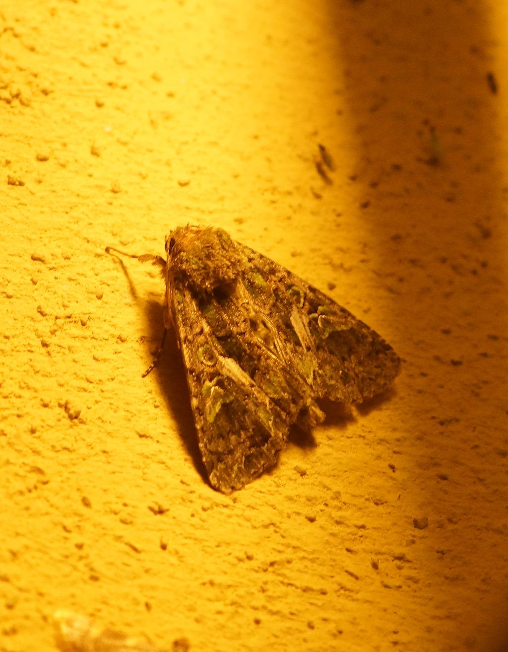 Trachea atriplicis - Noctuidae