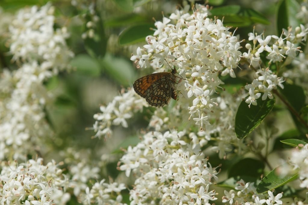 Nymphalidae?  S, Melitaea nevadensis