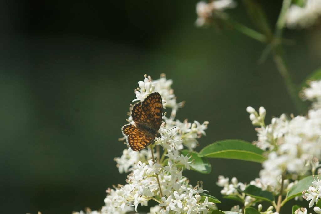 Nymphalidae?  S, Melitaea nevadensis