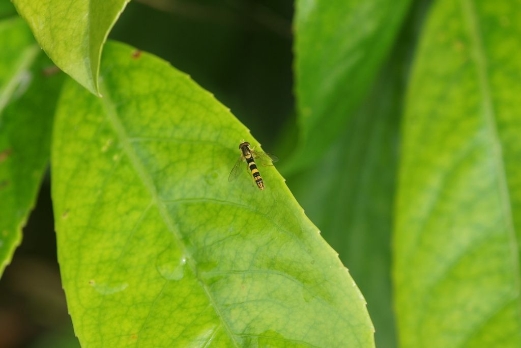 Syrphidae? Si, Sphaerophoria scripta maschio