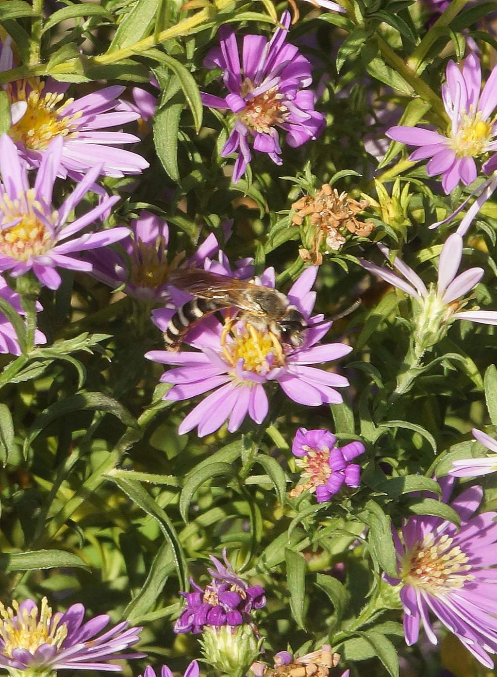 Apidae Halictinae: Halictus sp., maschio