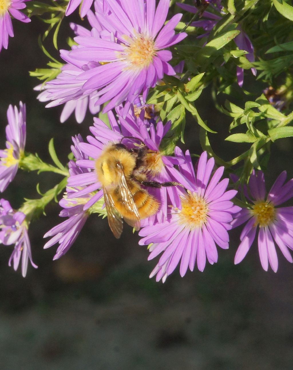 Apidae: Bombus pascuorum