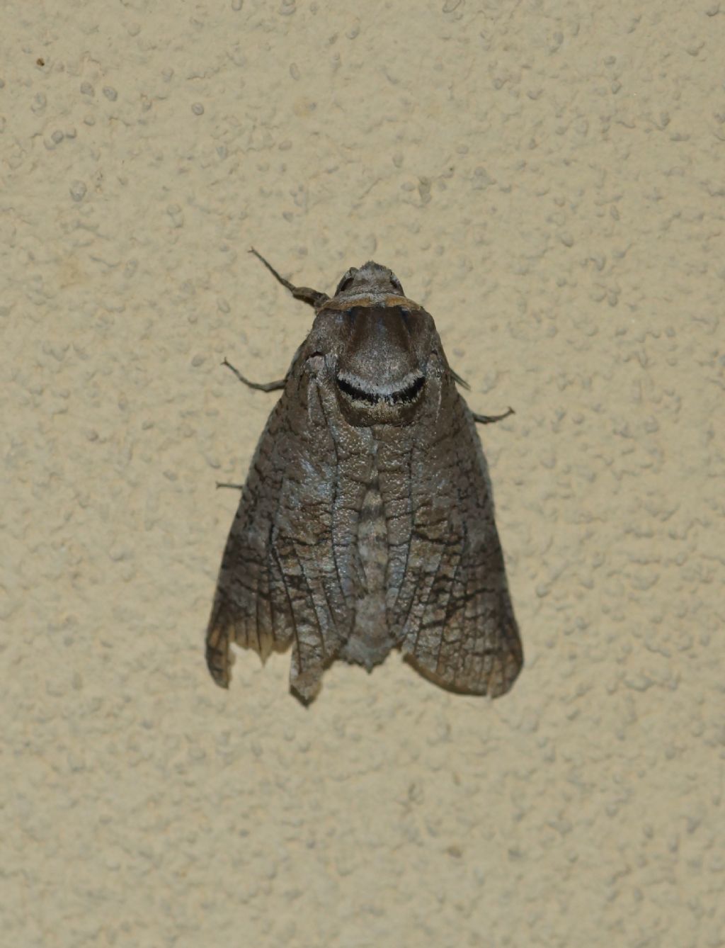 Noctuidae? No, Cossidae: Cossus cossus