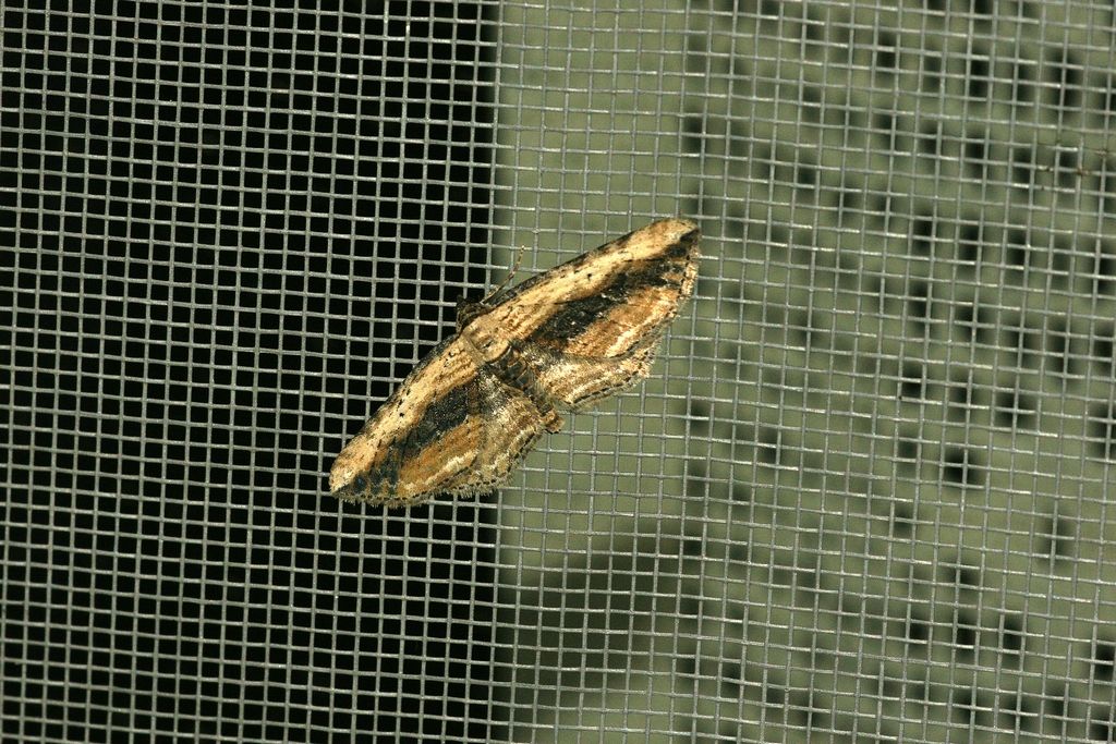 Horisme vitalbata, Geometridae Larentiinae