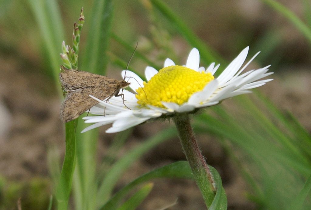 Pyrausta despicata - Crambidae