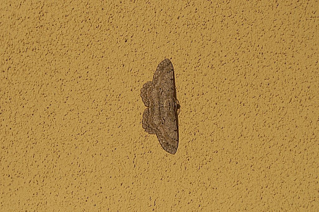 Geometridae: cfr. Hypomecis punctinalis