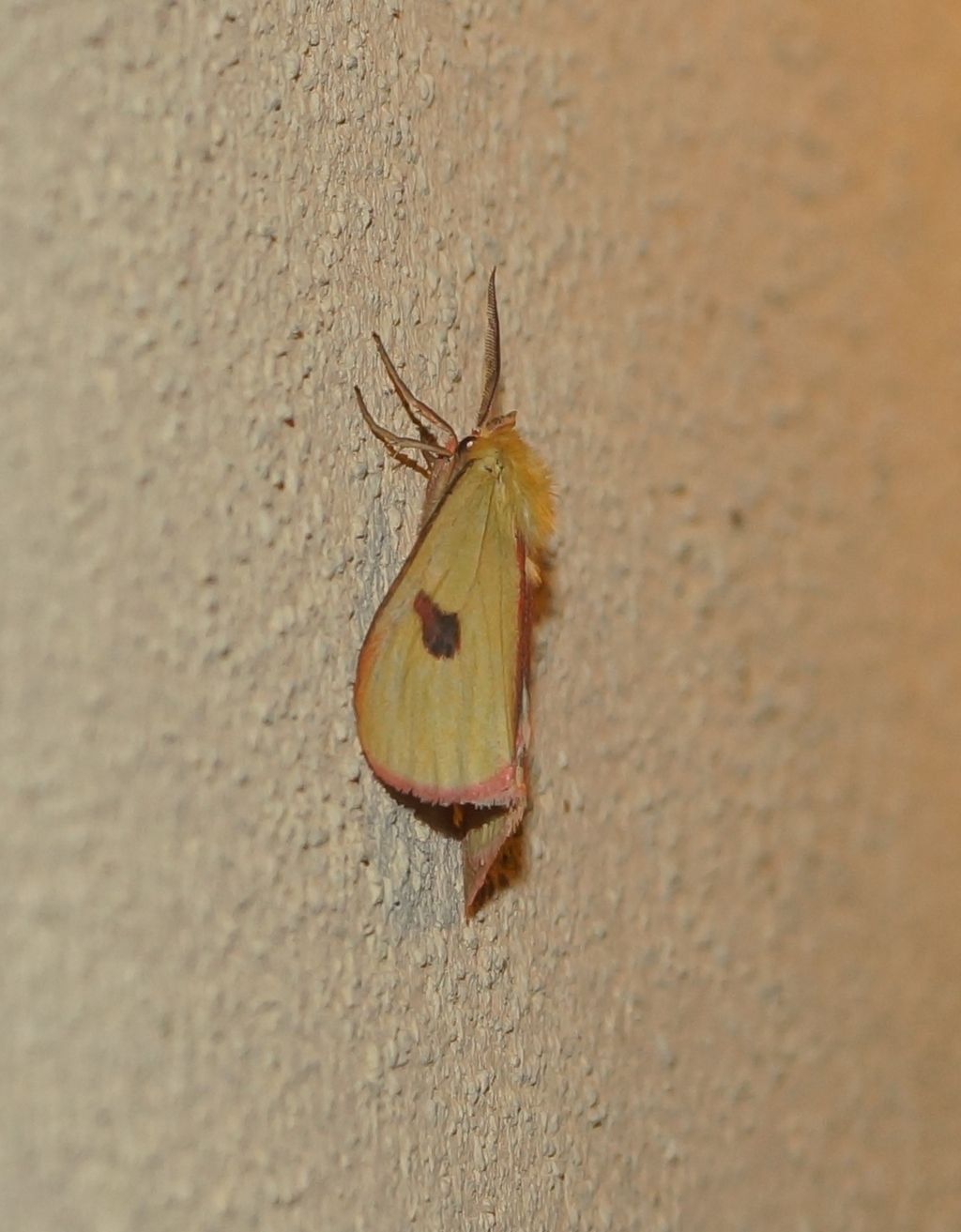 Noctuidae? No, Erebidae: Diacrisia sannio