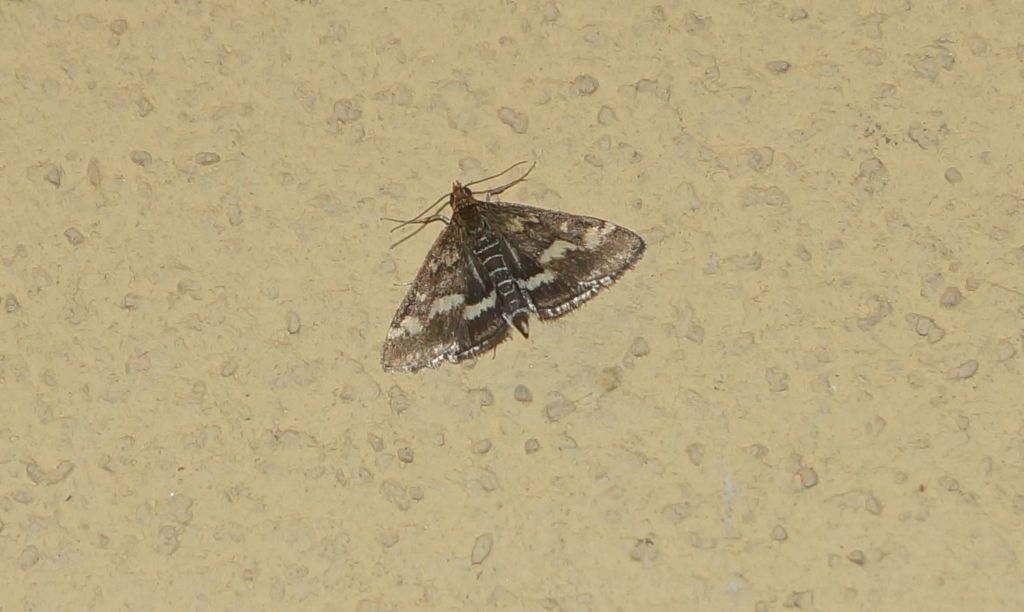 Crambidae? S, Pyrausta purpuralis