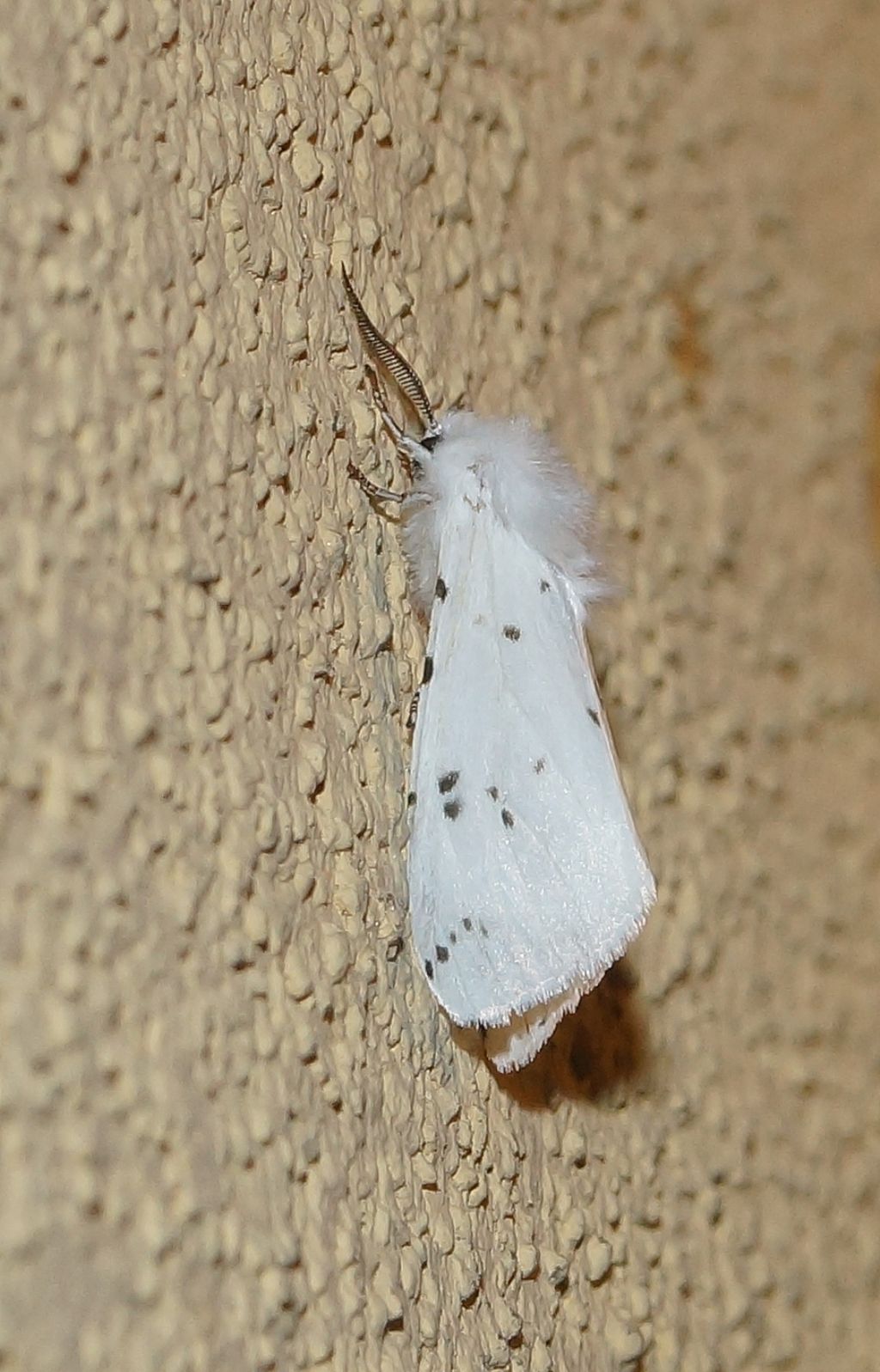 Erebidae:  Euproctis chrysorrhoae? No, Hyphantria cunea