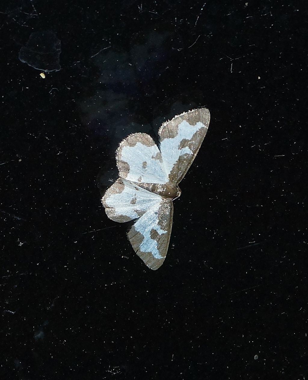 Geometridae?  S, Lomaspilis marginata