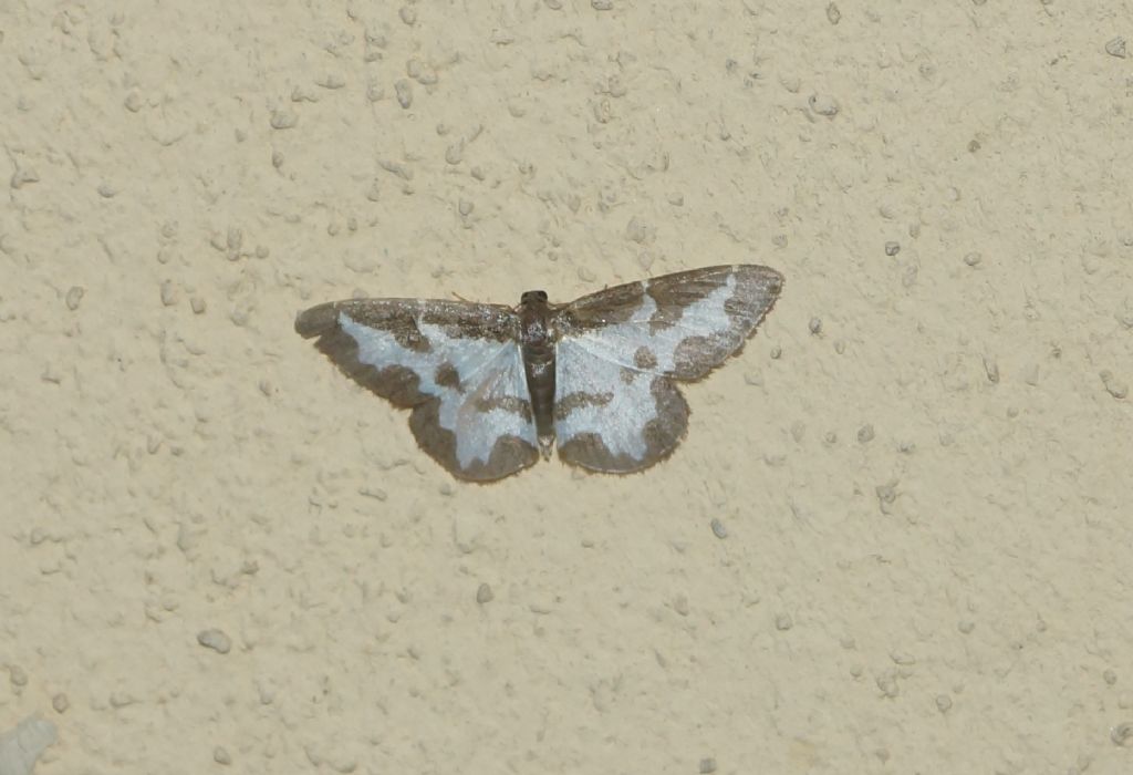 Geometridae?  S, Lomaspilis marginata