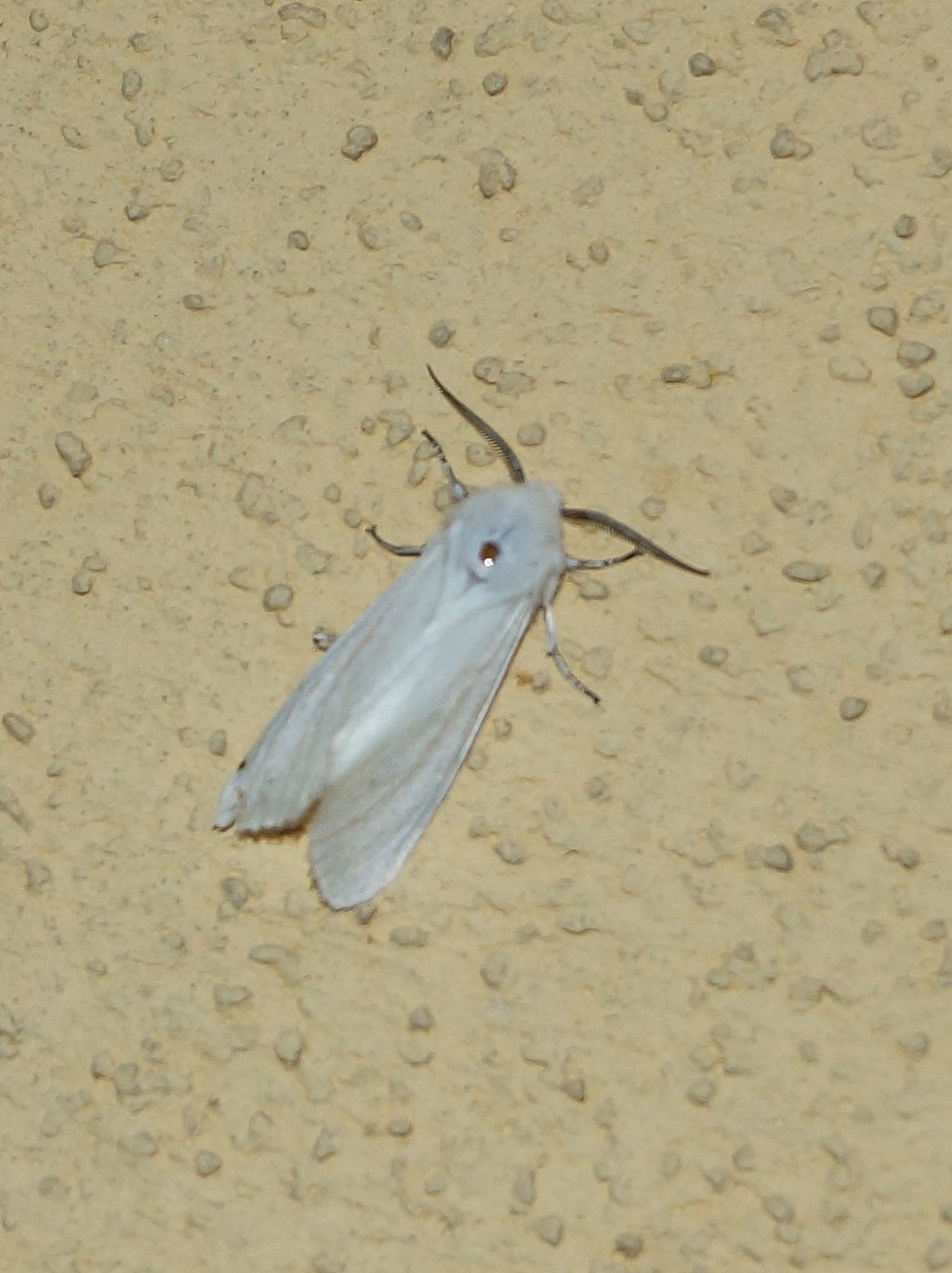 Erebidae? S, Hyphantria cunea da confermare