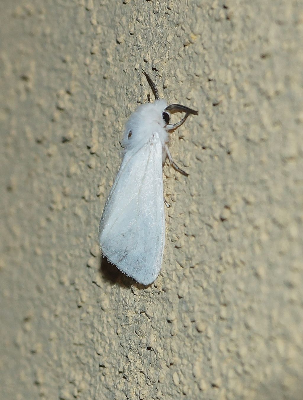 Erebidae? S, Hyphantria cunea da confermare