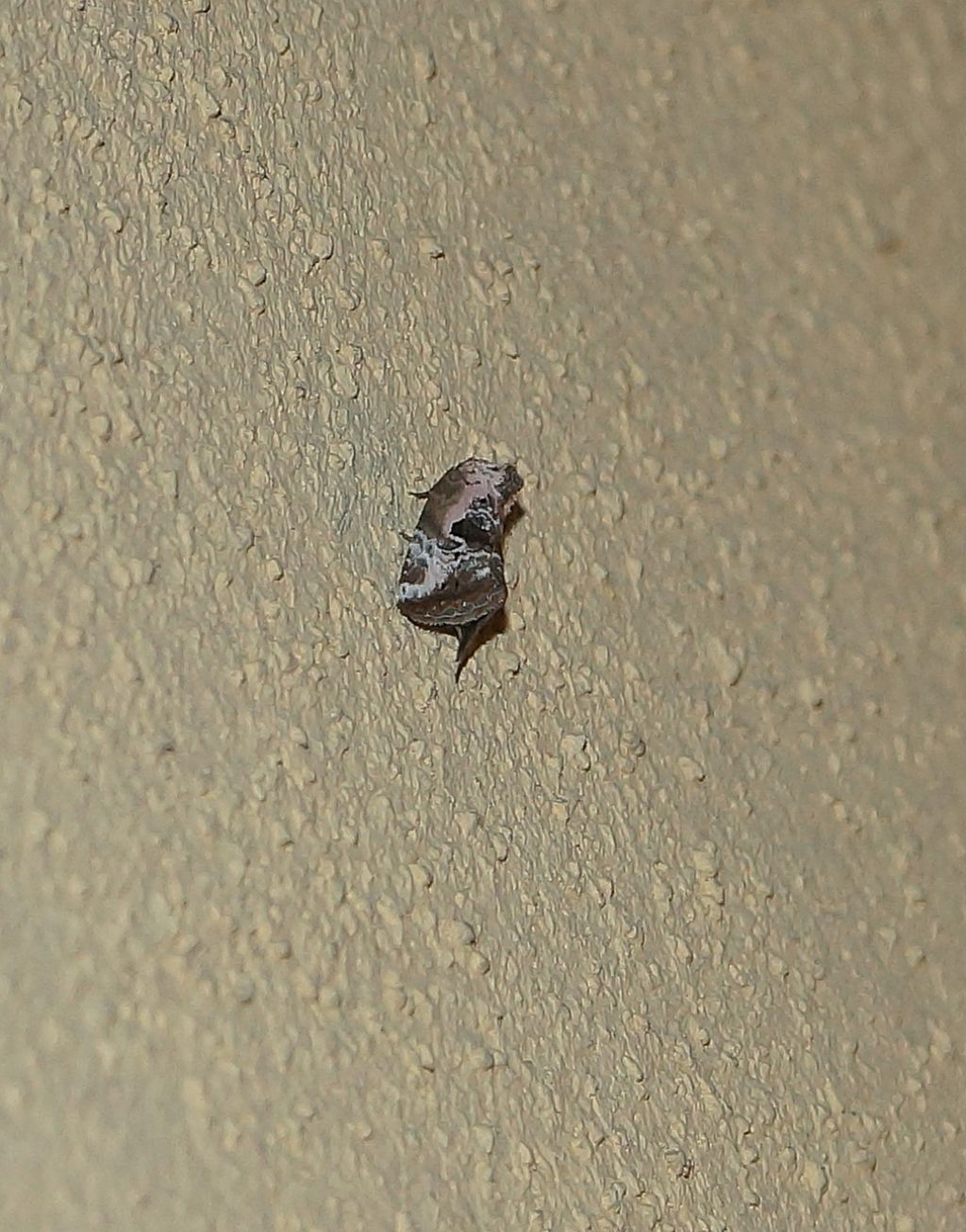 Torticidae. No, Noctuidae: Elaphria venustula