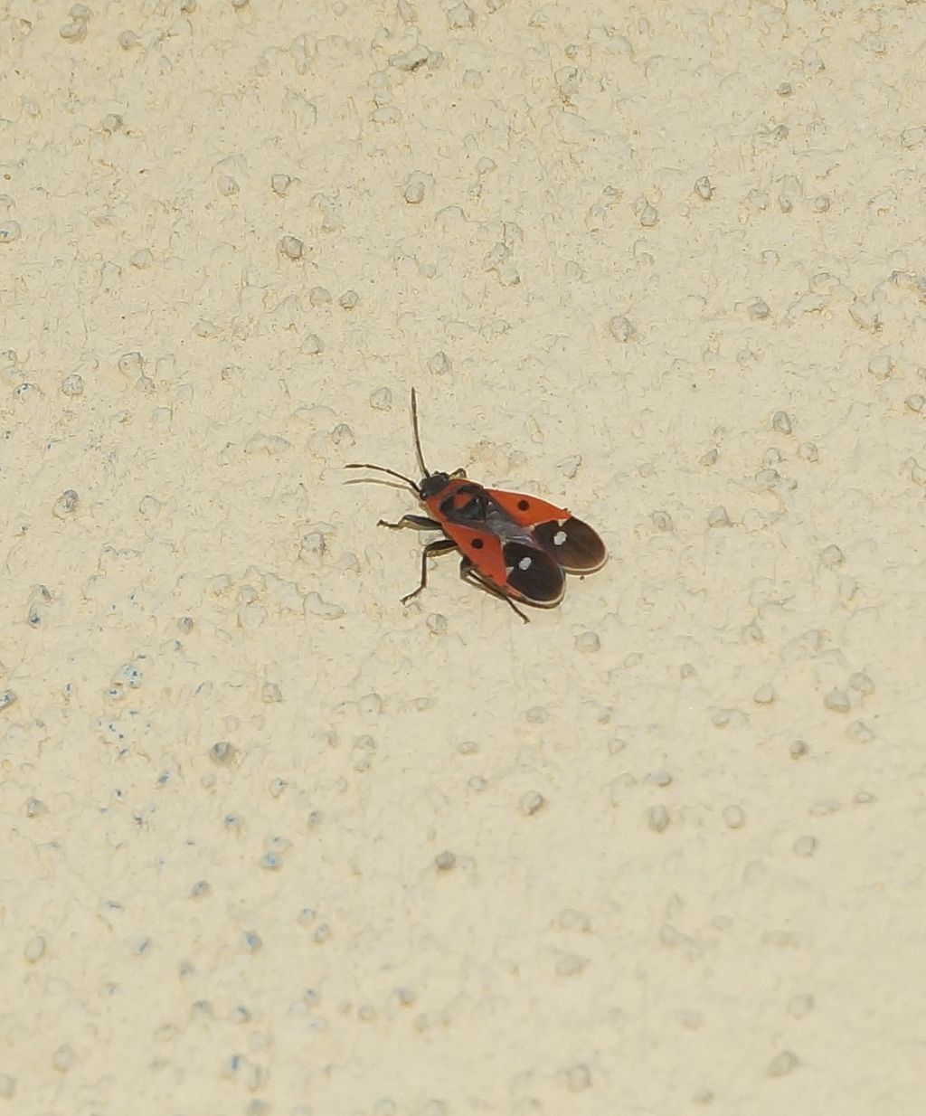 Lygaeidae: Melanocoryphus albomaculatus