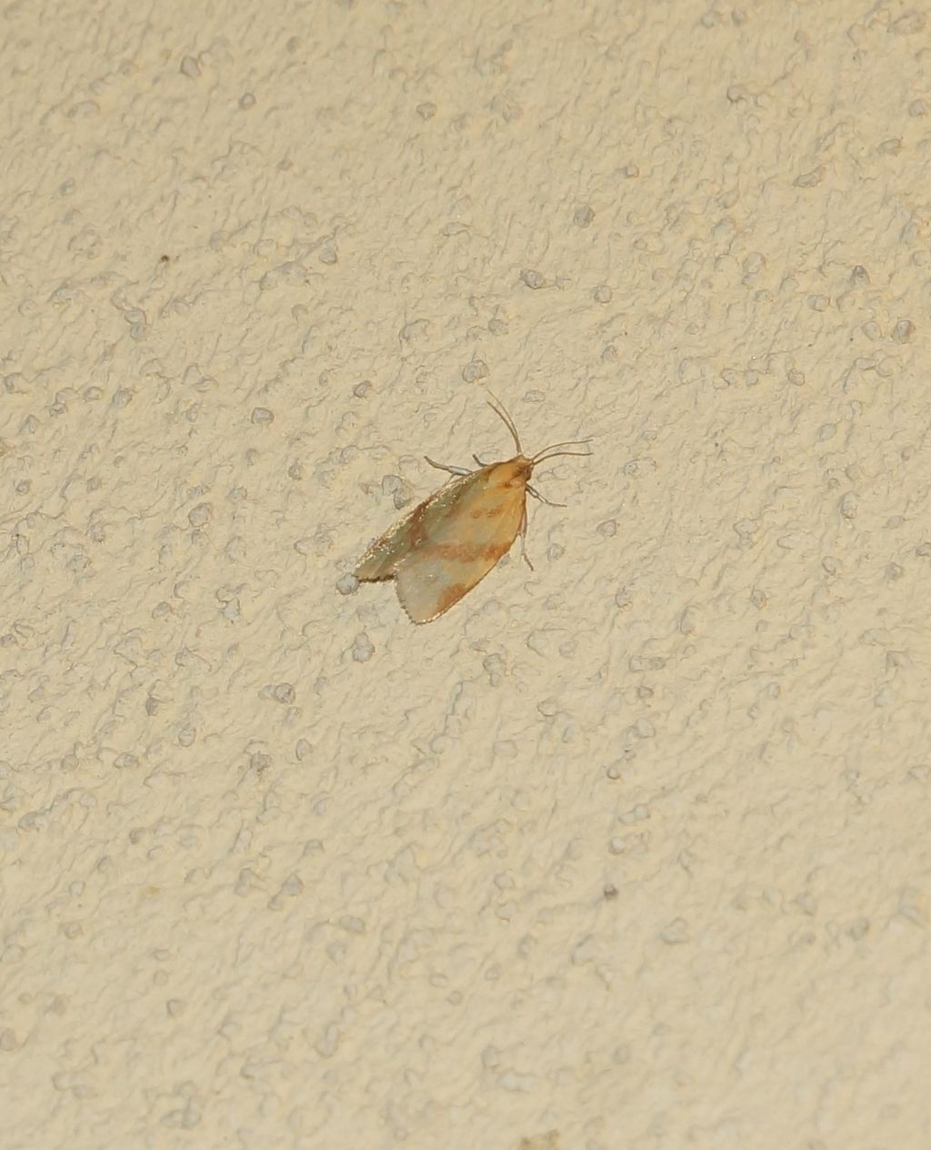 Tortricidae: Clepsis pallidana