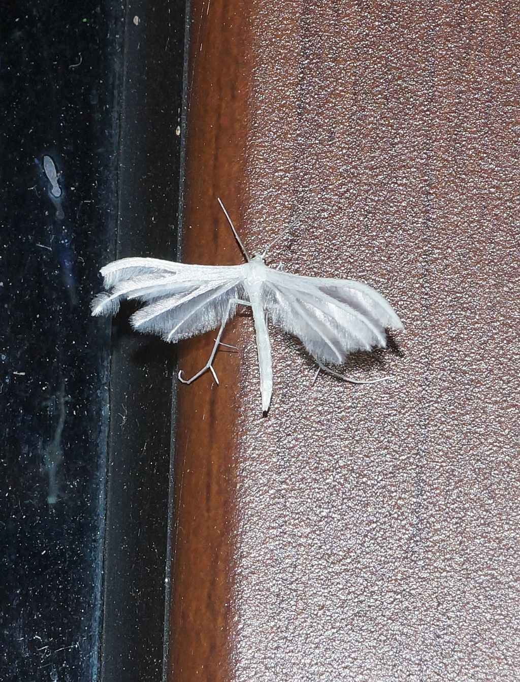 Pterophorus pentadactyla