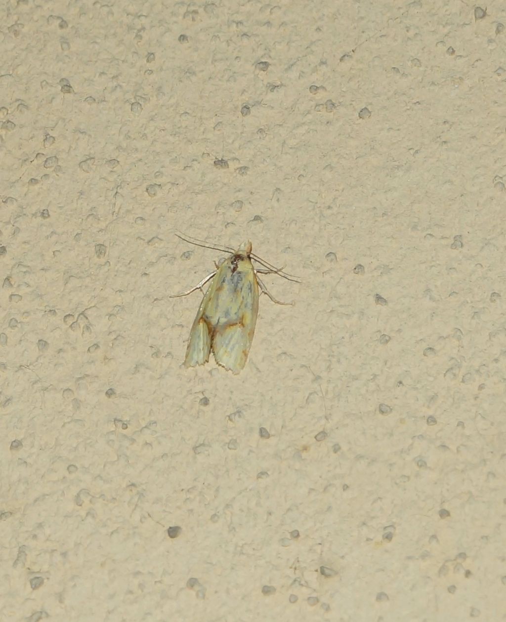 id falena: Agapeta hamana - Tortricidae