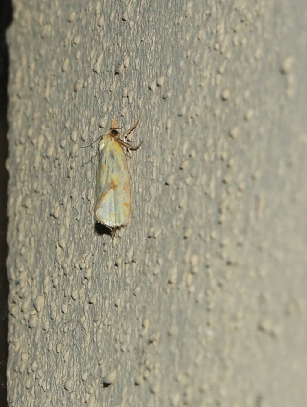 id falena: Agapeta hamana - Tortricidae