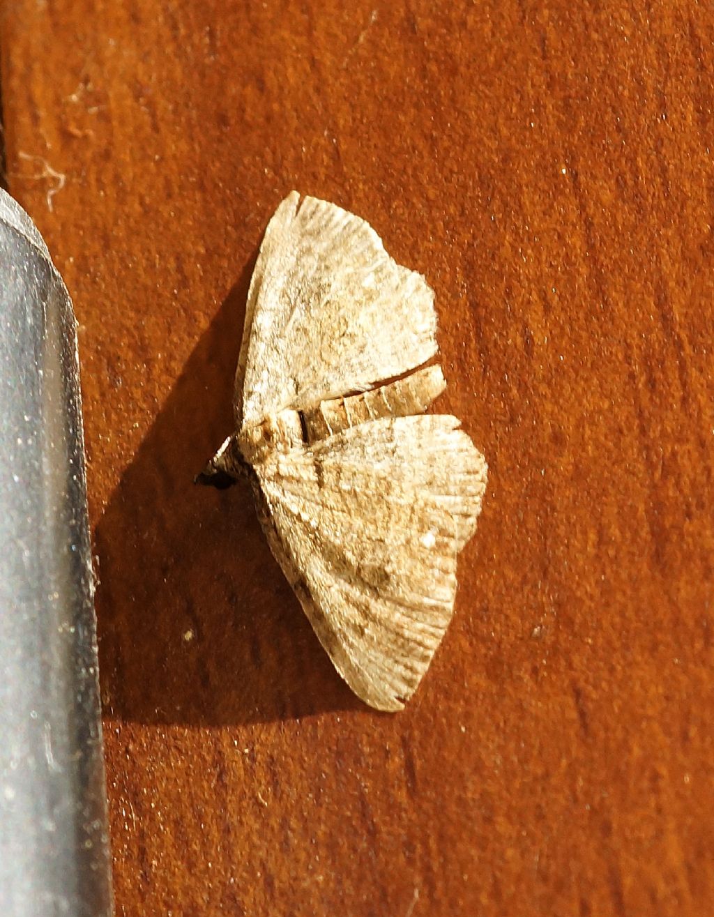 Geometridae:  Eupithecia? No, Horisme sp. (H. tersata o H. radicaria)