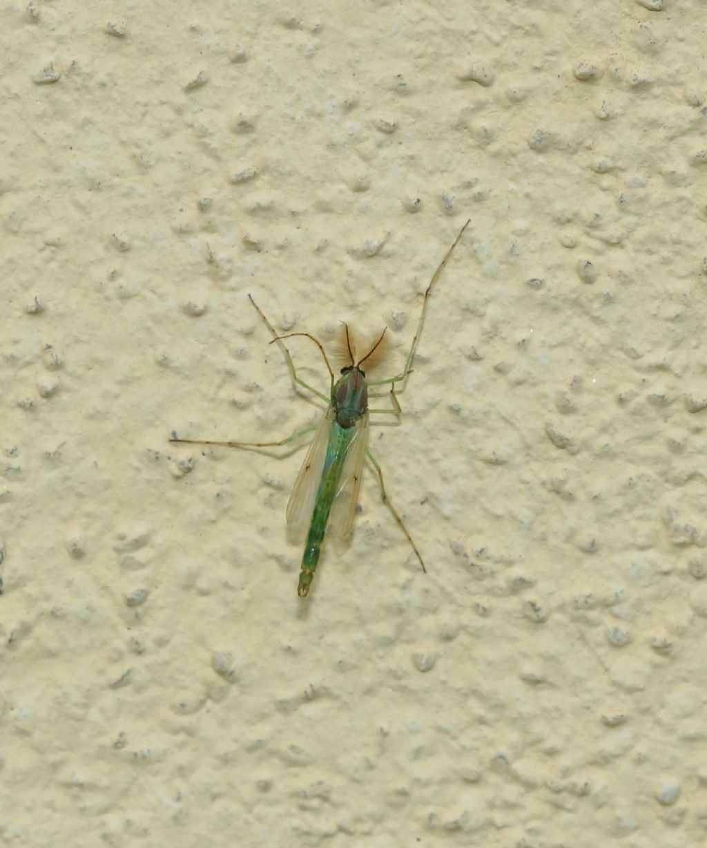 Chironomidae sp., machio