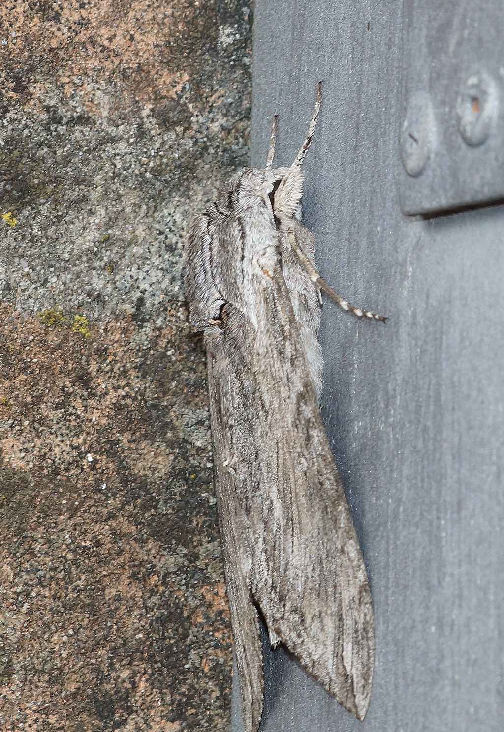 Agrius convolvuli, femmina - Sphingidae