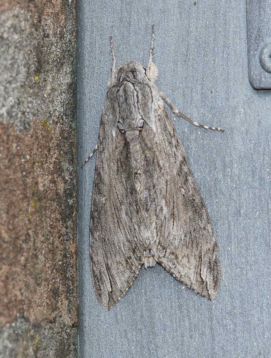 Agrius convolvuli, femmina - Sphingidae