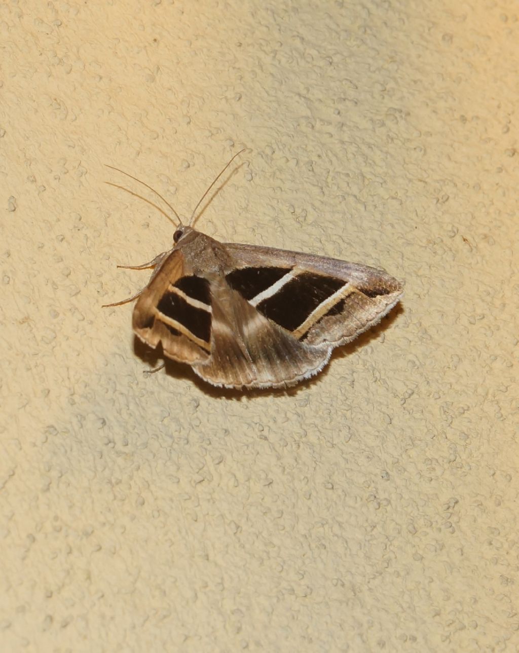 Grammodes bifasciata - Erebidae