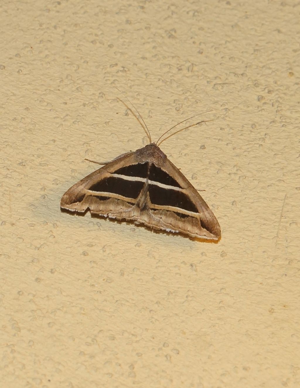 Grammodes bifasciata - Erebidae