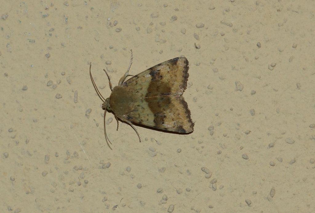 Noctuidae? S, Heliothis viriplaca