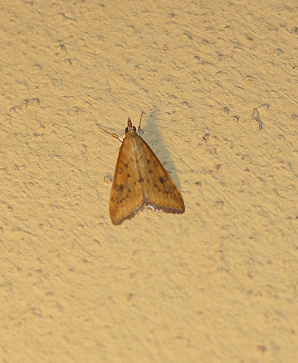 Udea ferrugalis - Crambidae