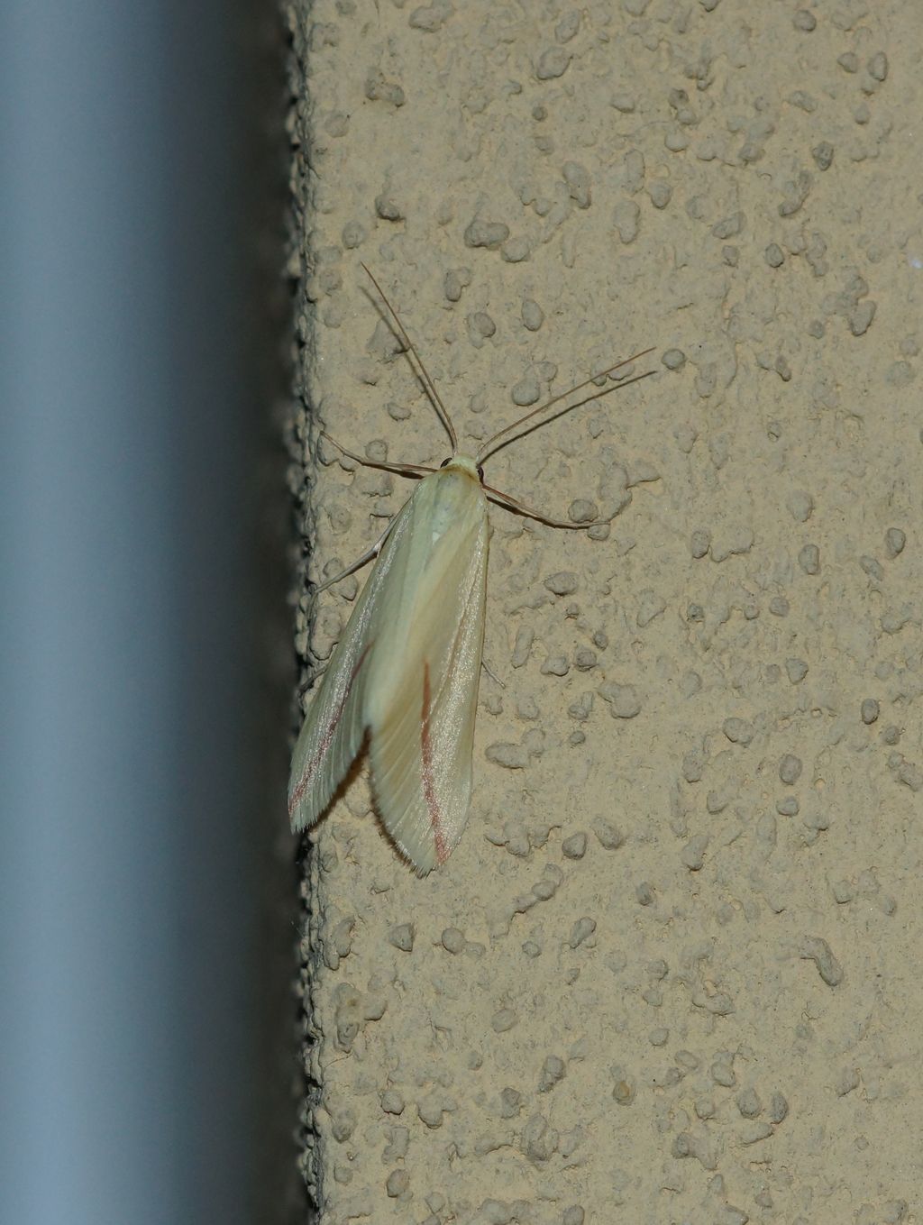 Falena: Rhodometra sacraria - Geometridae