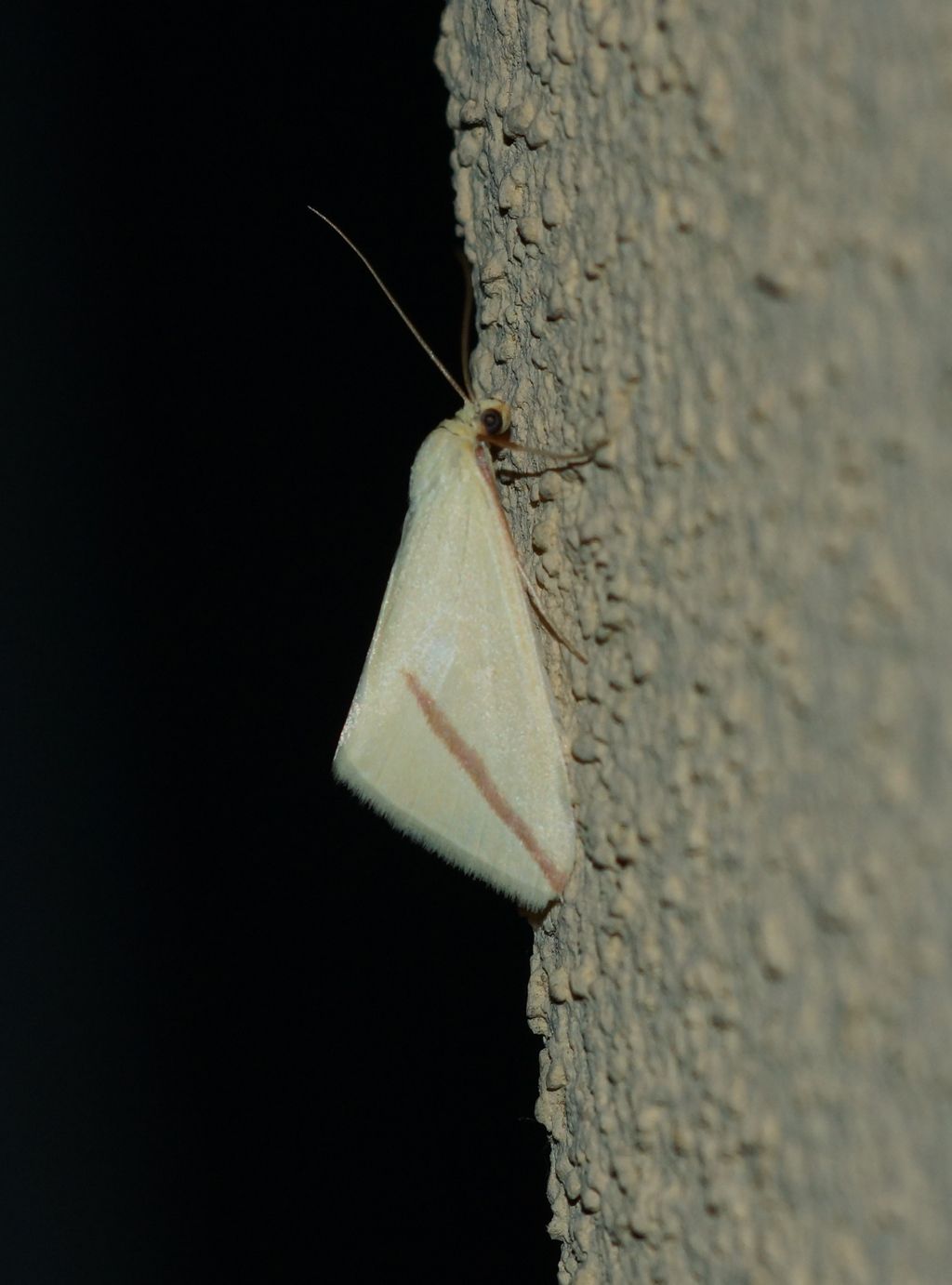 Falena: Rhodometra sacraria - Geometridae