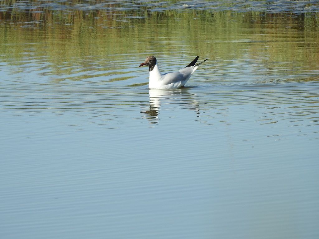 Charadriformes?  S, Gabbiano comune   (Chroicocephalus ridibundus)