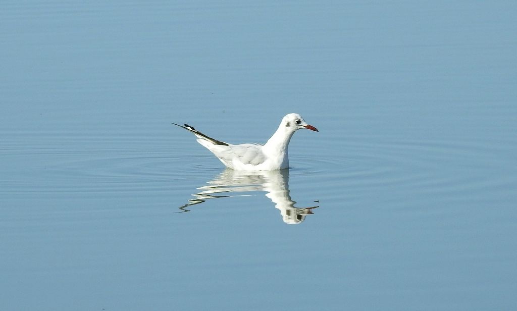 Charadriformes?  S, Gabbiano comune   (Chroicocephalus ridibundus), in abito invernale