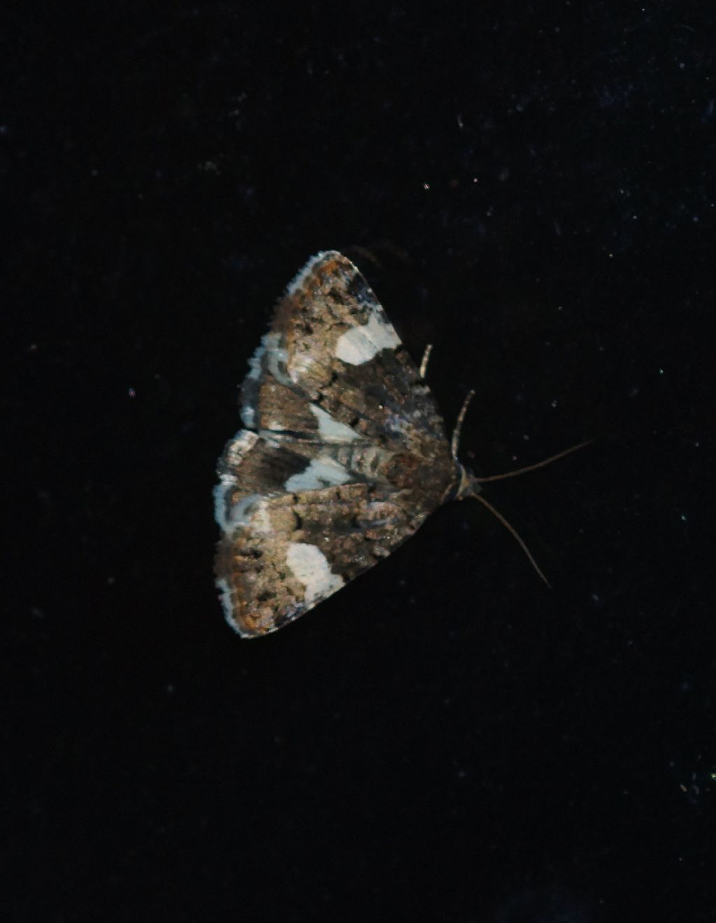 Geometridae... No, Noctuidae: Tyta luctuosa