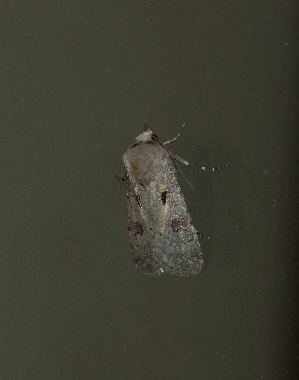 Noctuidae?  S, Agrotis exclamationis