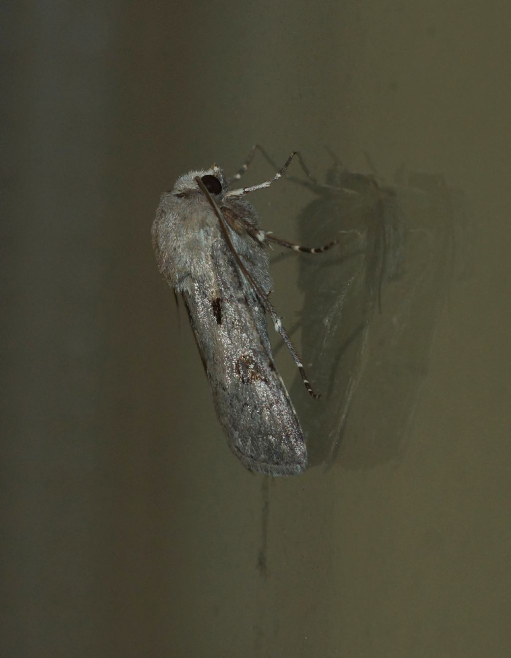 Noctuidae?  S, Agrotis exclamationis