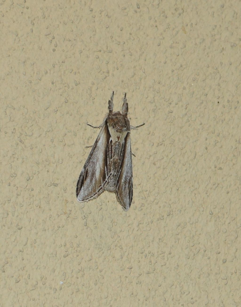 Noctuidae? No, Notodontidae: Pheosia tremula