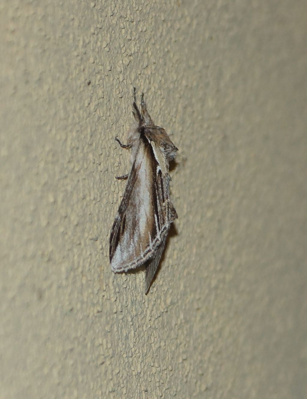 Noctuidae? No, Notodontidae: Pheosia tremula