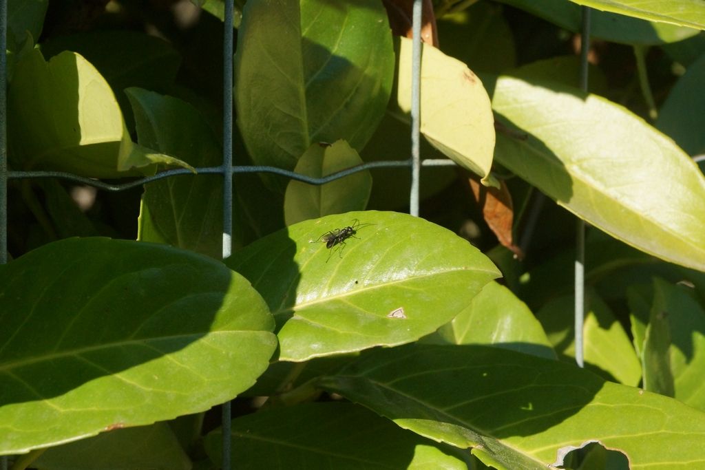 Pompilidae sp.