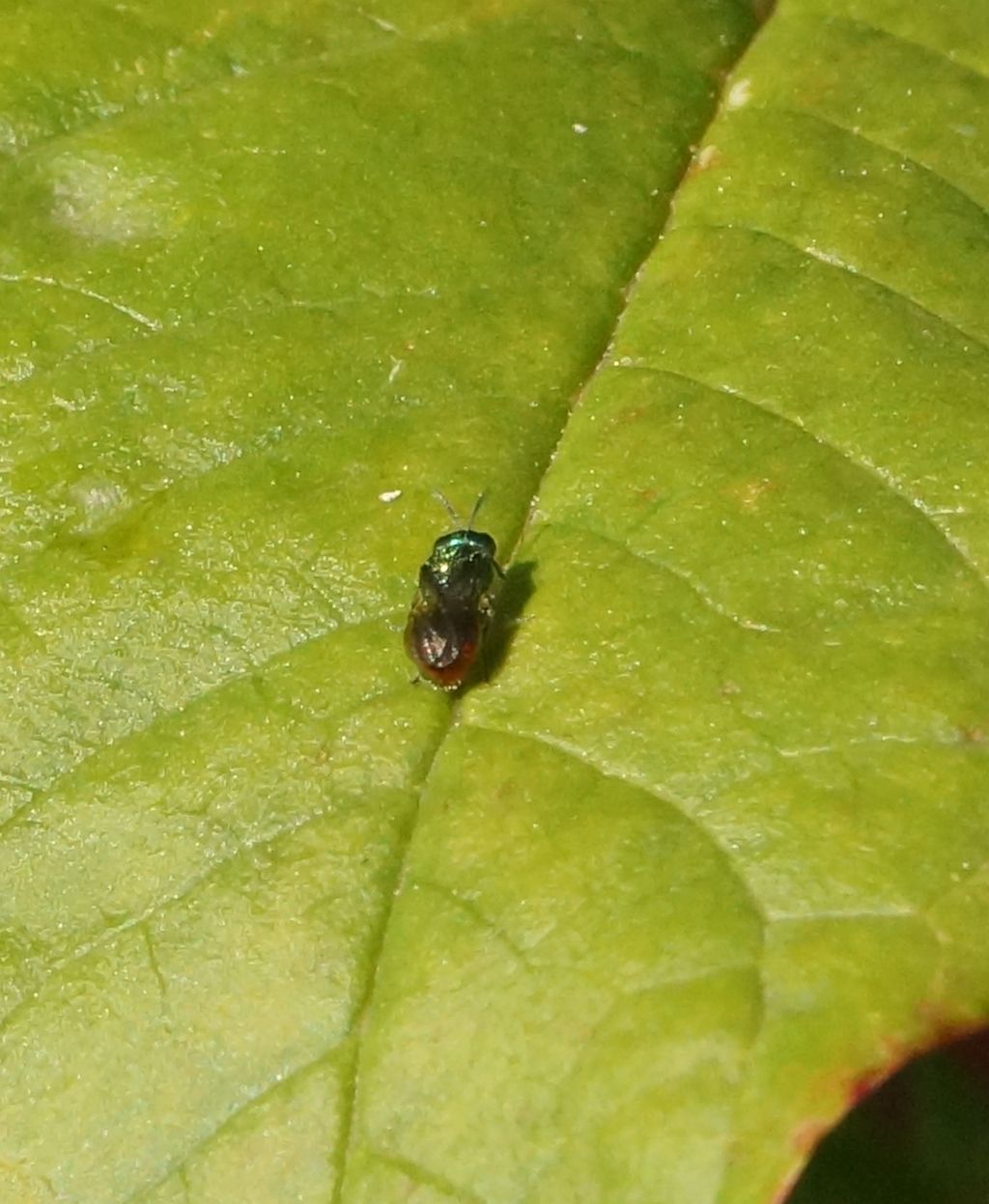 Dittero da id ?  No, Hymenoptera Chrysididae