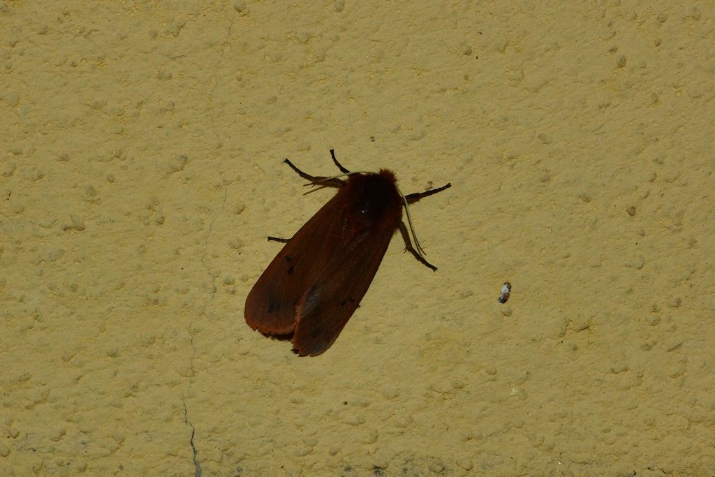 Phragmatobia fuliginosa  (Erebidae Arctiinae)