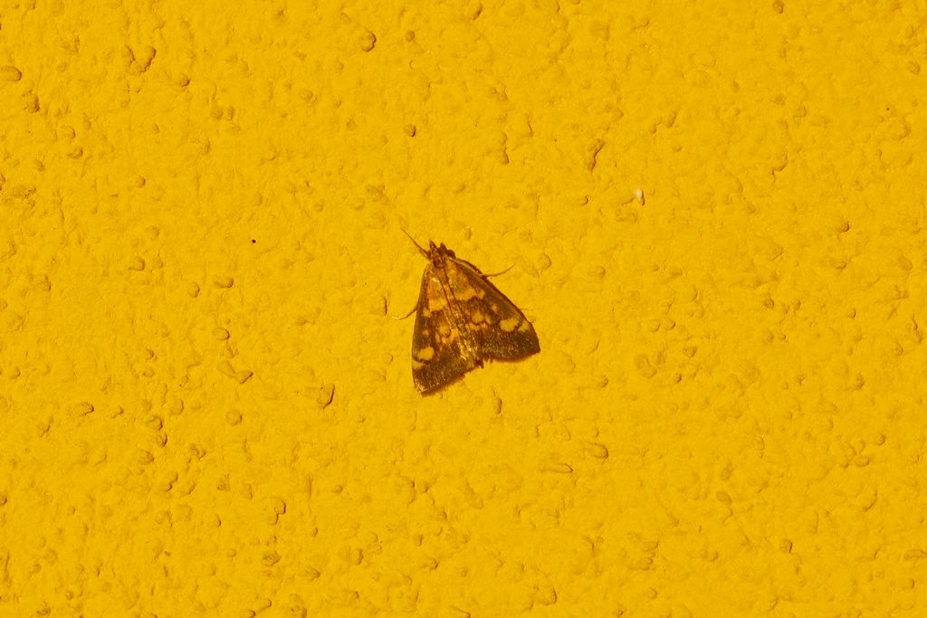 Pyrausta aurata (Crambidae)